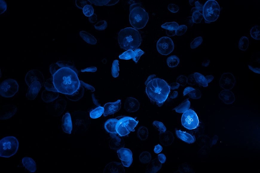 深海蓝色海月水母群游动发光生物创意电脑壁纸