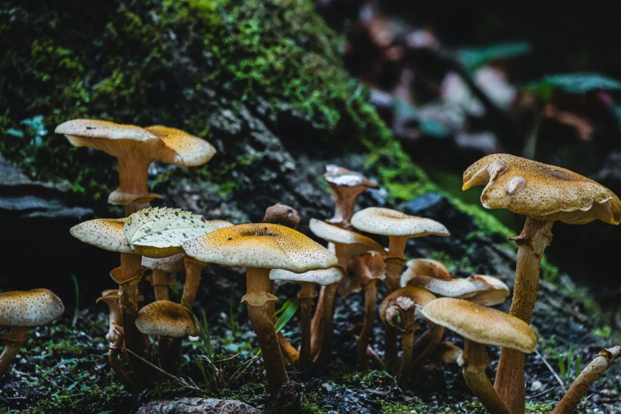 森林苔藓树干橙黄色蘑菇群自然生态风景电脑壁纸