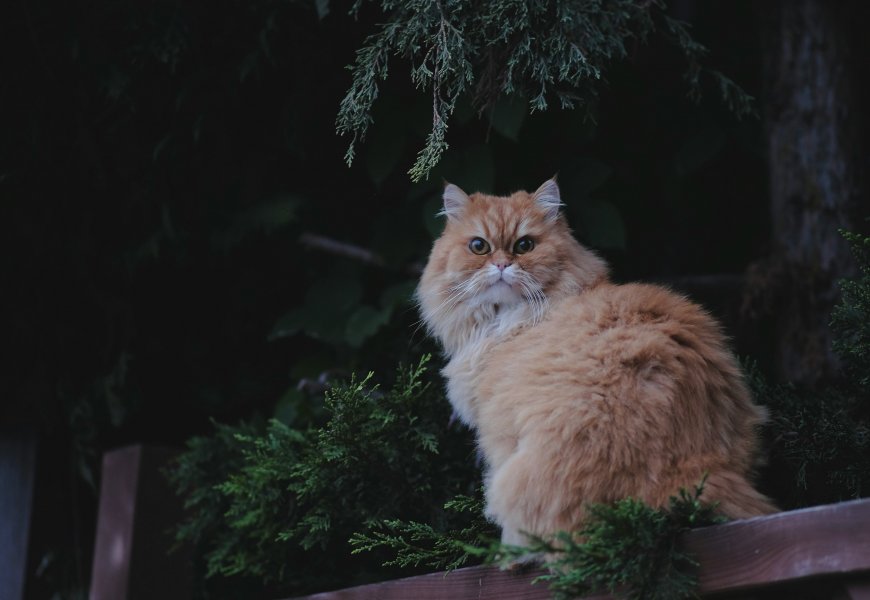 长毛橘猫坐于木栏上绿植环绕宠物特写风景电脑壁纸