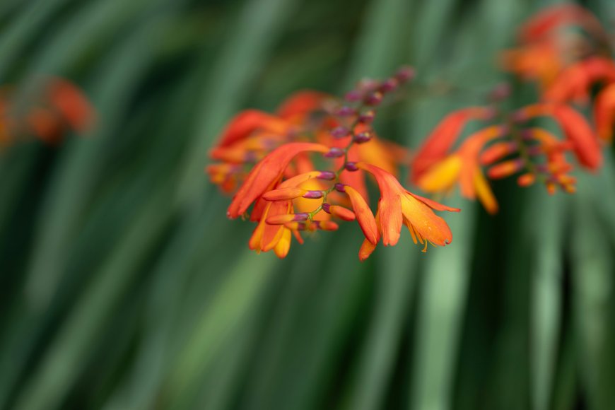 雄黄兰橙红色花穗绿叶背景花卉特写自然生态风景电脑壁纸