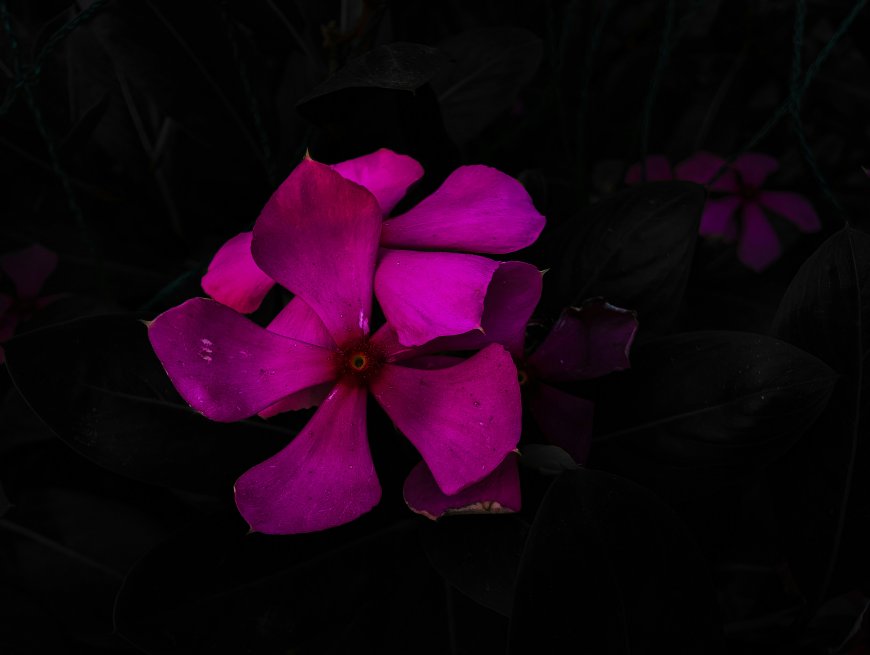 紫色长春花深色叶片衬托花卉特写自然生态风景电脑壁纸