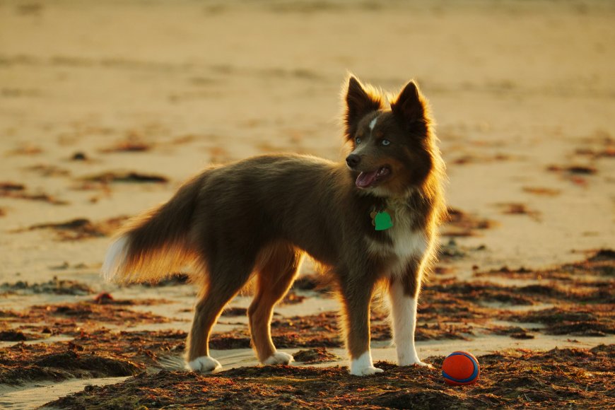 棕色边牧犬沙滩夕阳蓝色眼睛宠物摄影风景电脑壁纸