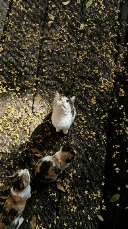 三只猫咪落叶地面可爱宠物手机壁纸