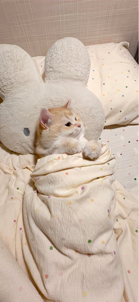 橘猫依偎兔子抱枕床上萌宠手机壁纸