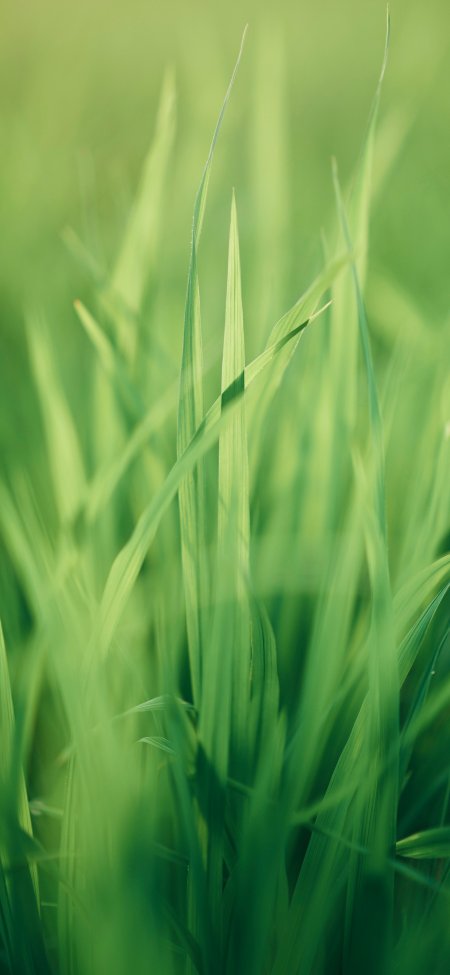 绿色青草特写自然风光风景手机壁纸