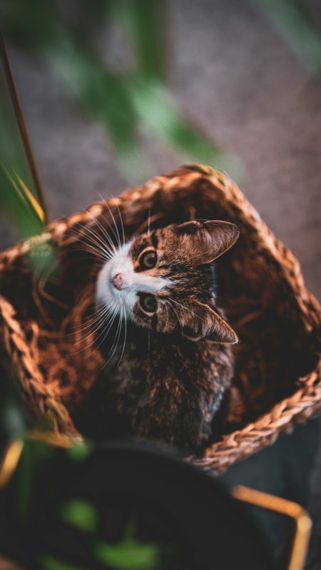 虎斑猫蜷缩编织篮中仰望绿植背景宠物特写风景手机壁纸