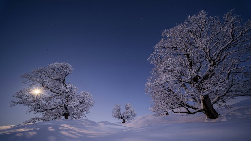 雪夜森林树木星空静谧风景电脑壁纸