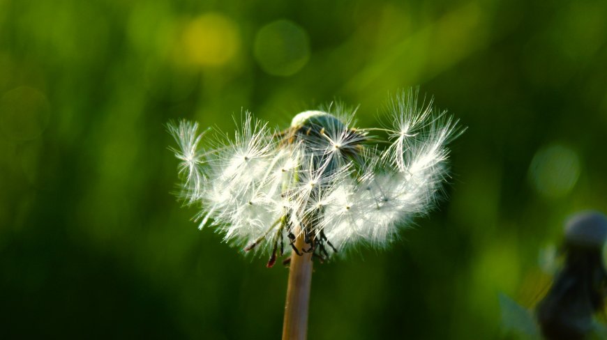 蒲公英种子随风飘散自然微距摄影风景电脑壁纸