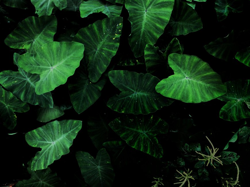 海芋叶片深绿脉络清晰自然植物特写创意电脑壁纸
