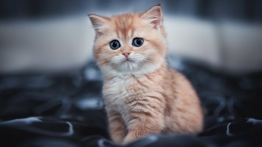 英短金渐层蓝眼萌猫特写动物电脑壁纸