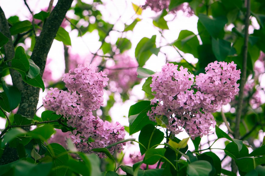 粉紫色丁香花簇绿叶环绕春日花卉风景电脑壁纸
