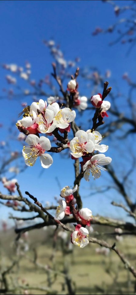 杏花枝头蜜蜂采蜜春日清新风景手机壁纸