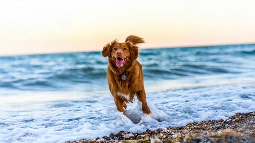 新斯科舍猎鸭寻回犬海滩奔跑治愈系宠物摄影电脑壁纸