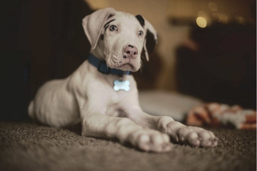 浅色斑点幼犬趴地毯戴蓝色项圈宠物摄影手机壁纸