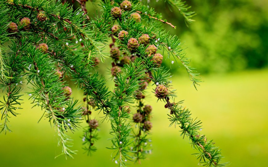 松树枝带嫩绿松果自然微距植物电脑壁纸