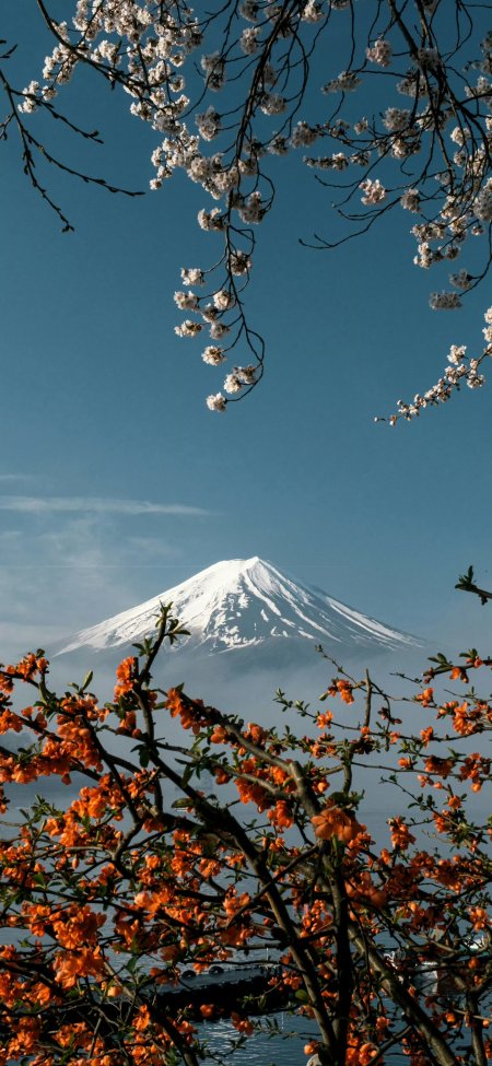 富士山樱花盛开春日绝美风景手机壁纸