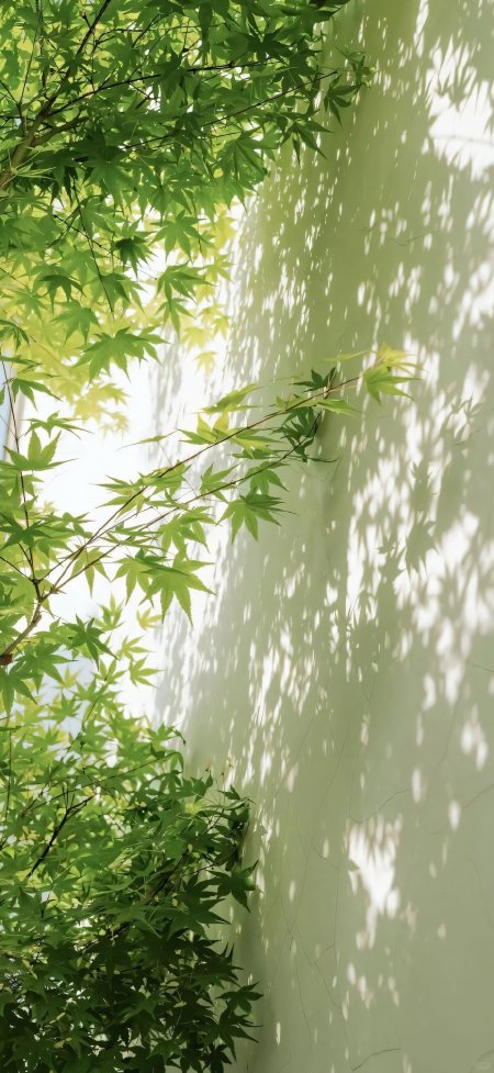绿色枫叶在白色墙壁上投下斑驳光影的风景手机壁纸