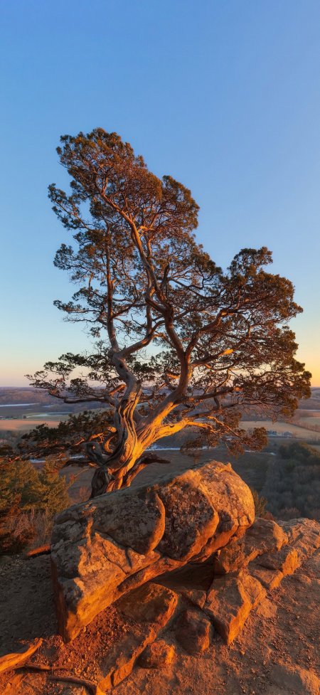 夕阳下岩石上生长的孤树与远山风景手机壁纸