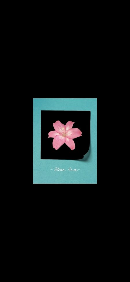 粉色百合花黑色背景极简花卉创意手机壁纸