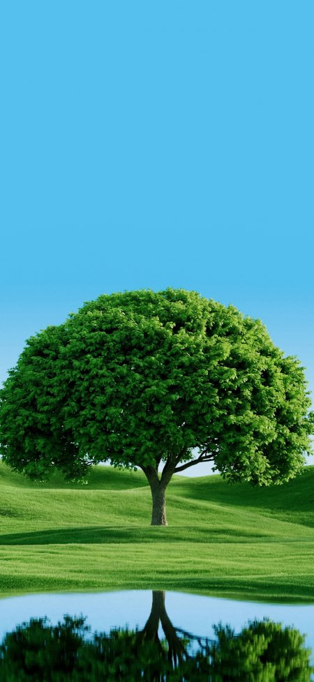 绿草坡上孤树倒影清新风景手机壁纸