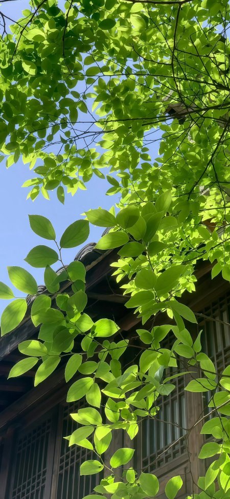 绿叶阳光透过树叶自然风景手机壁纸