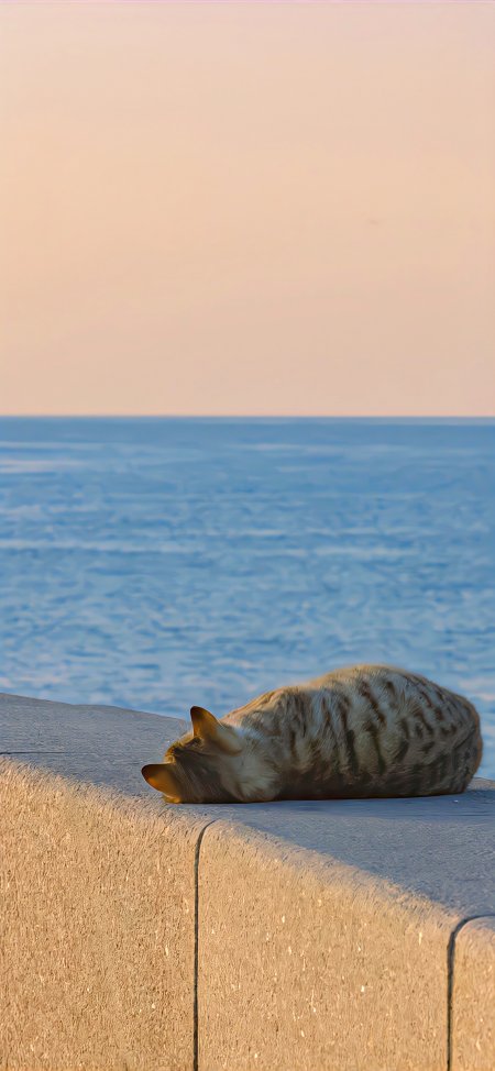 猫咪在海边石墙上休息看海景治愈风景手机壁纸
