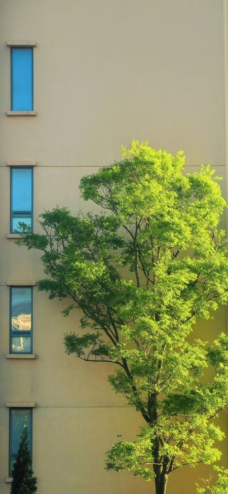 绿树与米色建筑窗景清新风景手机壁纸