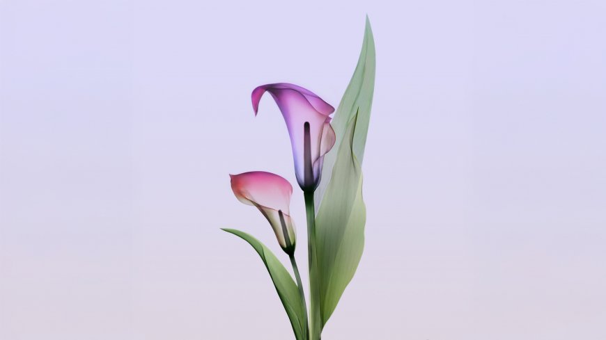 紫粉渐变马蹄莲淡紫背景花卉电脑壁纸