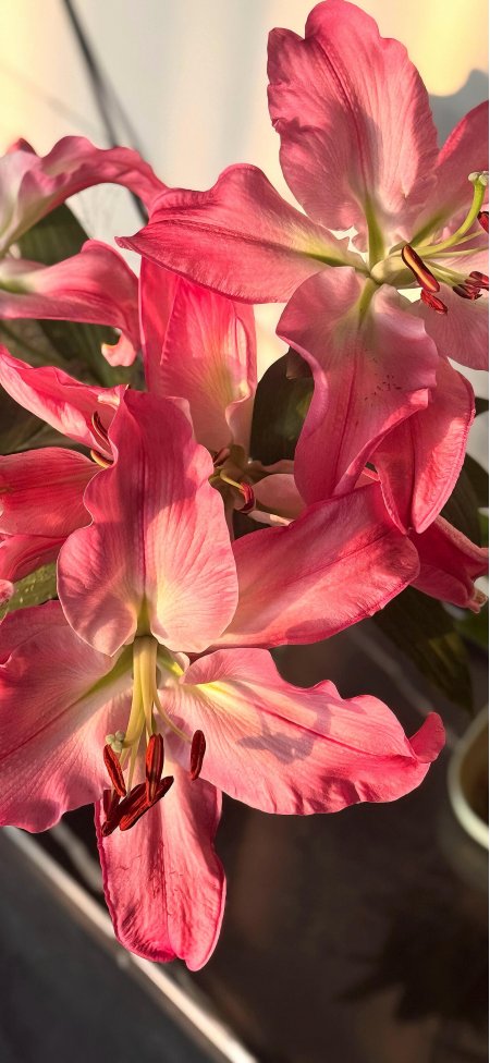 粉色百合花特写花瓣纹理清晰花卉摄影手机壁纸