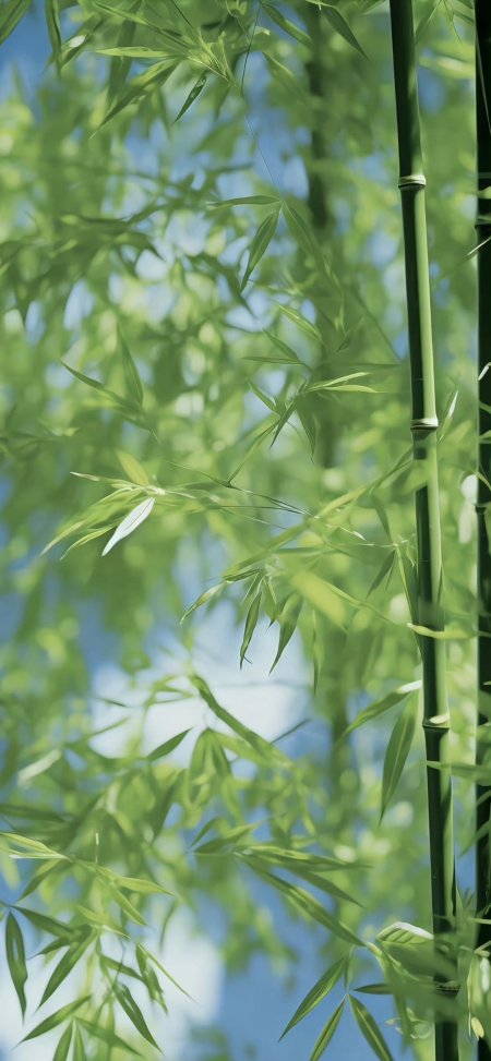 翠绿竹林阳光穿透叶片自然风光摄影手机壁纸