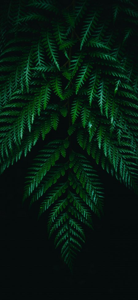 深绿色蕨类植物叶片垂落特写自然手机壁纸