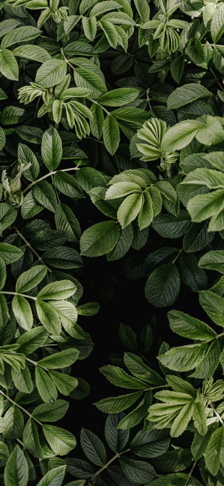 绿色植物叶片特写自然摄影手机壁纸