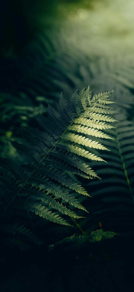 蕨类植物叶片光影自然摄影手机壁纸