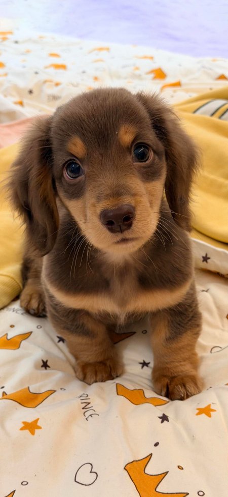 长毛腊肠幼犬坐星月毯大眼萌态宠物摄影手机壁纸