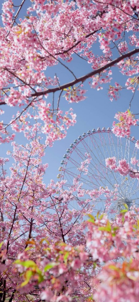 粉色樱花簇拥摩天轮蓝天背景浪漫春日风景手机壁纸