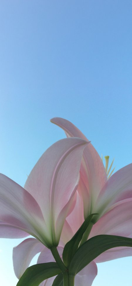 蓝天背景下粉百合花绽放清新自然花卉风景手机壁纸