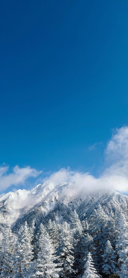 雪覆松林蓝天白云纯净冬日山景治愈系自然风光风景手机壁纸