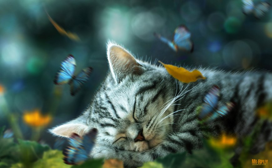美短银虎斑猫咪蝴蝶环绕梦幻自然宠物电脑壁纸