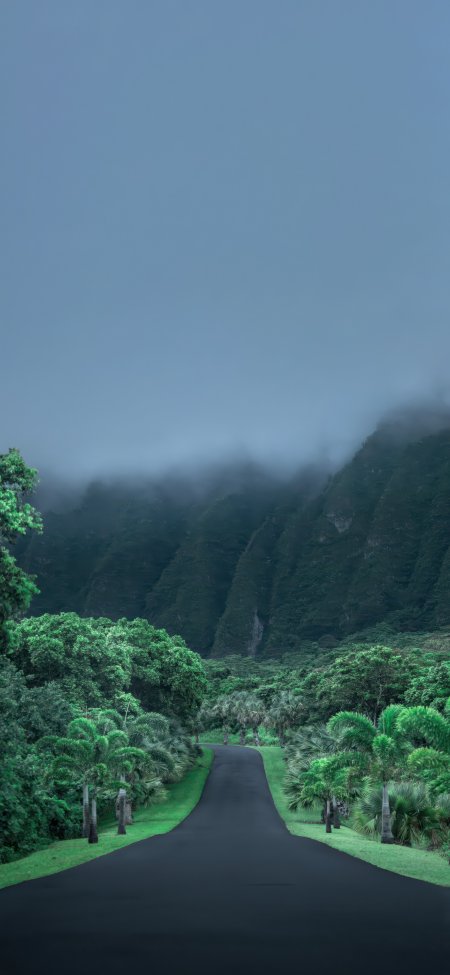 绿意盎然山间公路蜿蜒通向云雾深处自然风景手机壁纸