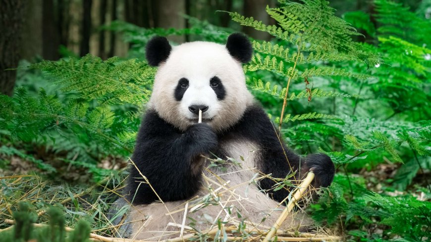大熊猫坐食竹子绿叶环绕森林环境国宝动物自然摄影动物电脑壁纸