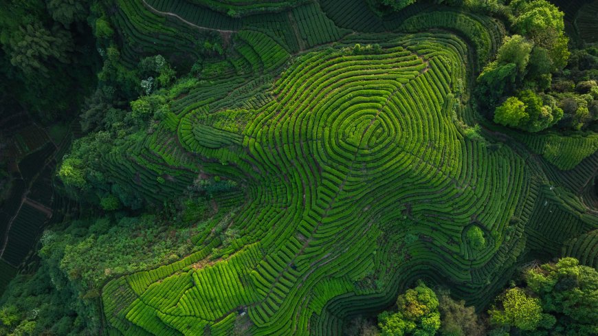 四川雅安大地指纹茶园梯田航拍绿色纹理自然风光风景电脑壁纸