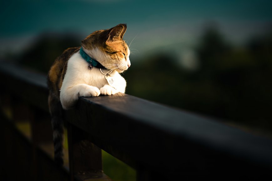 三花猫戴项圈倚靠木栏闭目享受阳光宠物猫猫自然摄影动物电脑壁纸