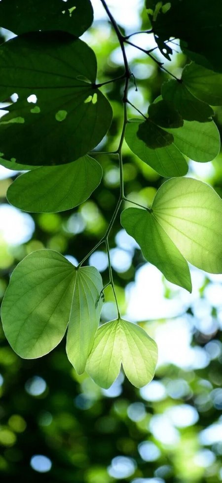 阳光穿透紫荆叶脉绿色植物微距自然风光风景手机壁纸