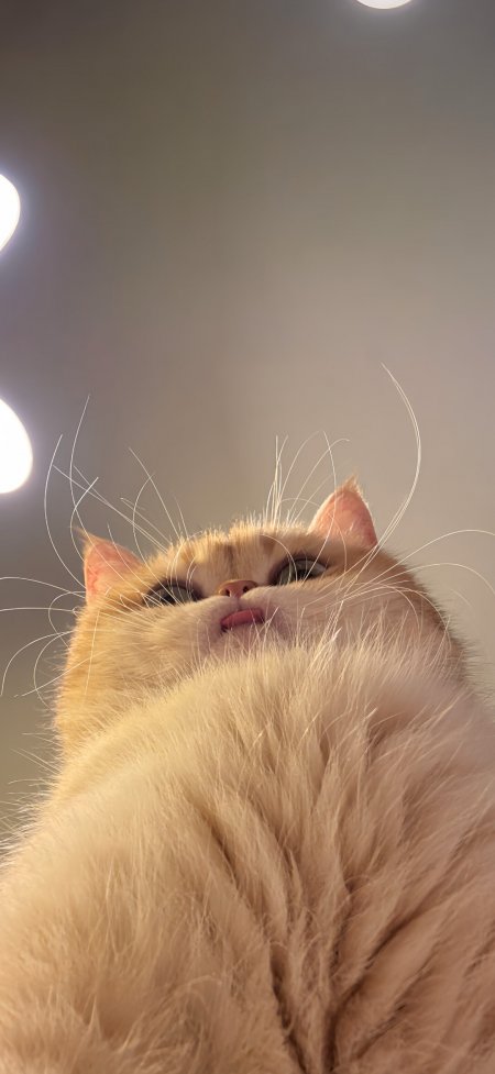 金渐层猫咪仰头吐舌萌态十足宠物手机壁纸