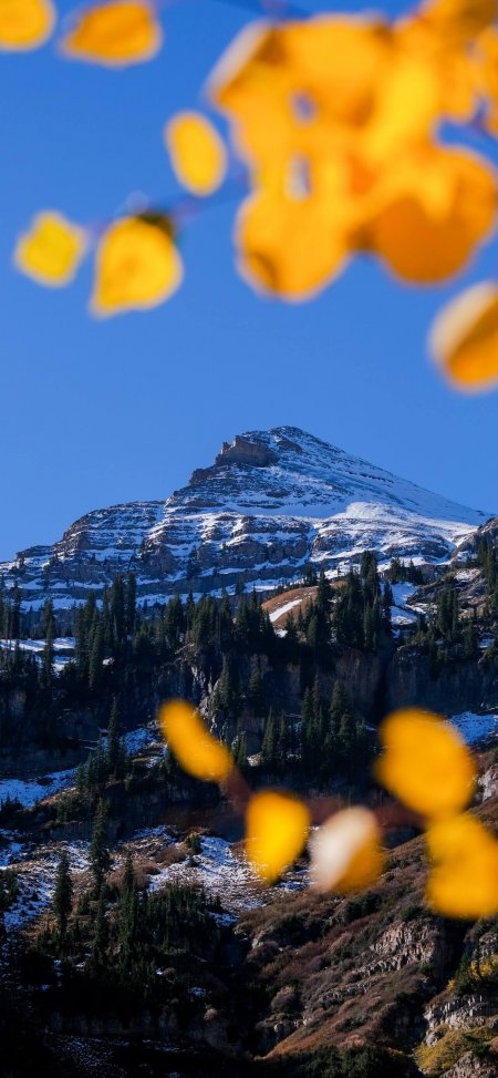 黄叶前景雪山松林蓝天背景秋日自然风光风景手机壁纸