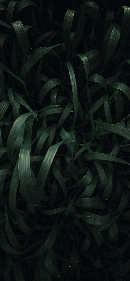 深绿草叶密集交错暗调自然纹理风景手机壁纸