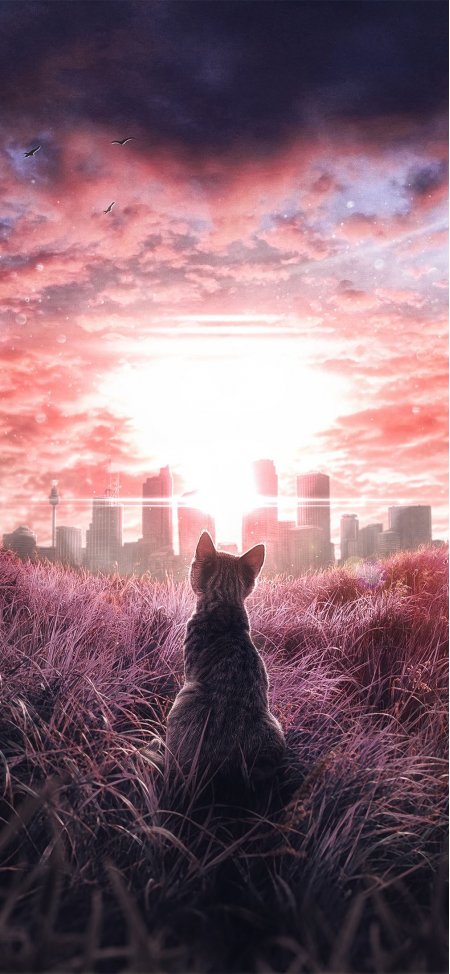 猫咪背影粉紫草地城市日落风景手机壁纸