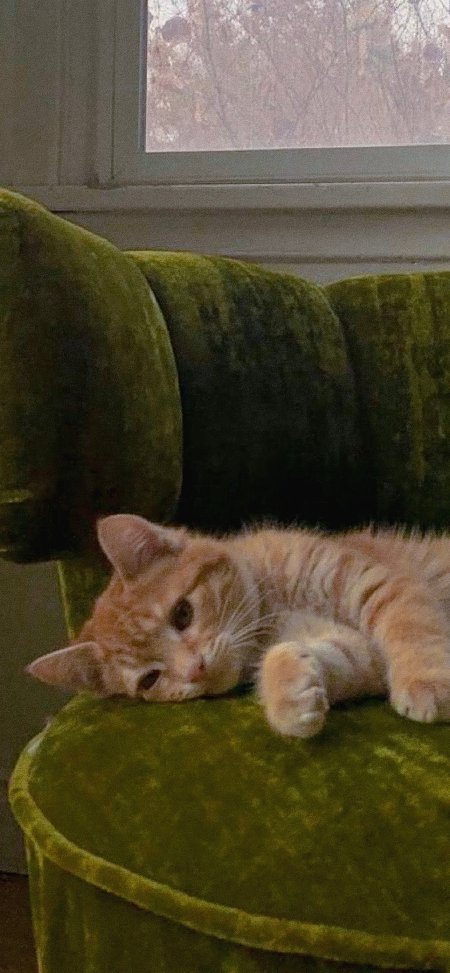 橘猫躺绿沙发窗边慵懒生活摄影手机壁纸