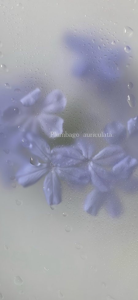 蓝雪花贴玻璃水珠朦胧梦幻雨天氛围感植物生活静物摄影手机壁纸