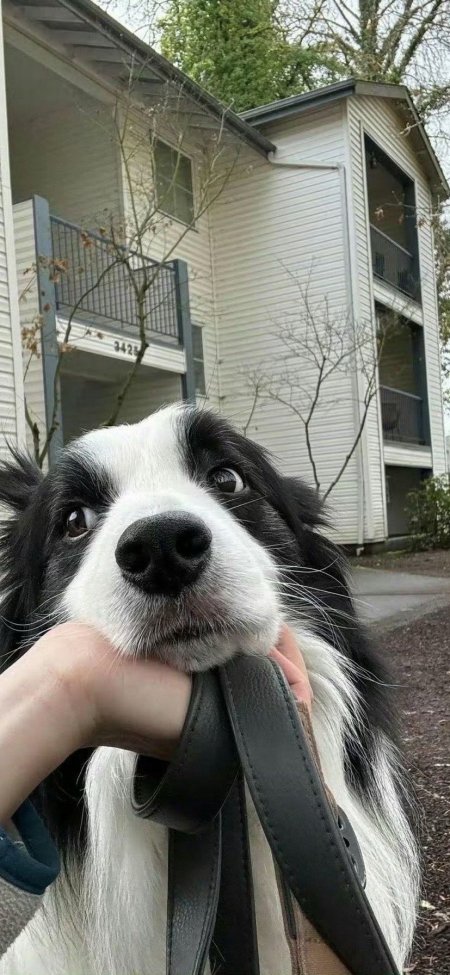 黑白边牧犬大眼特写托腮互动可爱萌宠摄影电脑壁纸